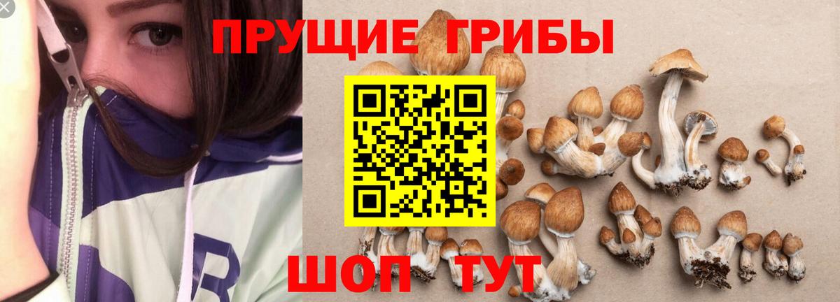 Галлюциногенные грибы прущие грибы  Вход с VPN  Тавда 